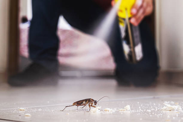 Best Local Pest Control Services  in Villa Hills, KY